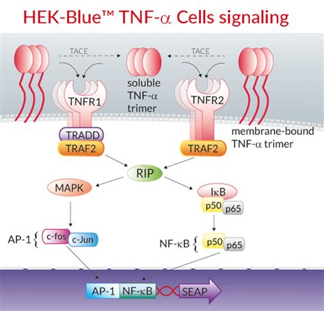 Tnf Alpha Signaling Pathway