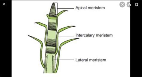 Meristematic Tissue