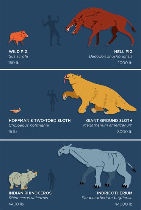 Giant Mammals Extinct - Pets Lovers