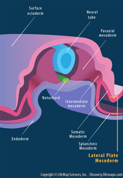 Mesoderm Derivatives infographic - LifeMap Discovery