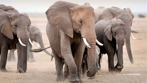 Understanding elephant migration: Why do elephants wander? | African ...