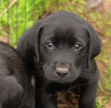 Droll Puppies Black Lab - l2sanpiero