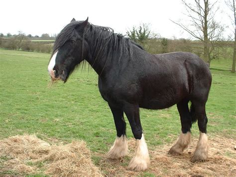 Horse - Shire horses Photo (2180223) - Fanpop