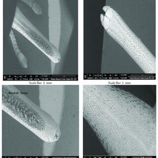 Scanning electron microscopy (SEM) image of Rostrum of R. ferrugineus ...