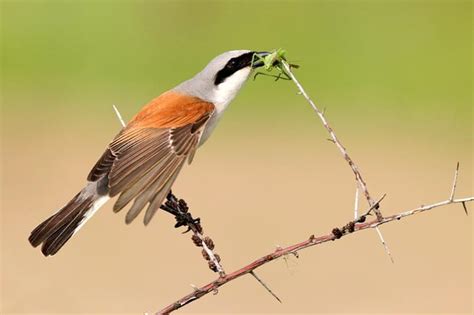 The red-backed shrike, also called 'butcher bird', is known for ...