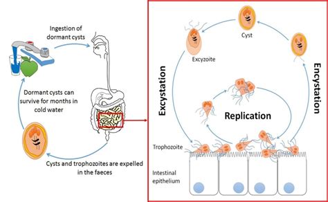 Giardia Symptoms For Humans | Bruin Blog