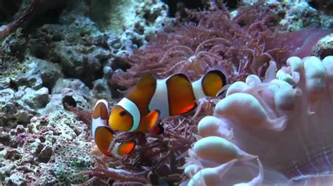 Home Fish Tank - Clown Fish - YouTube