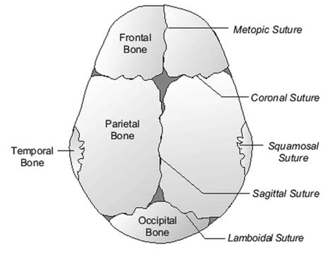 Misshapen Heads in Babies: Position or Pathology? | Ochsner Journal