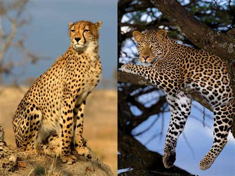 Cheetah Vs Leopard Difference And Comparison Diffen