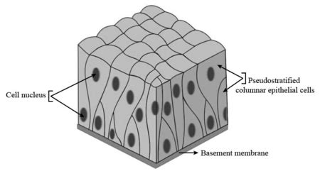 Pseudostratified Columnar Epithelium | Location, Types & Function ...