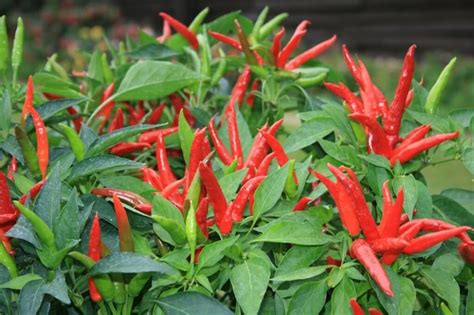 Ornamental Peppers Guide: The Bold And The Colorful