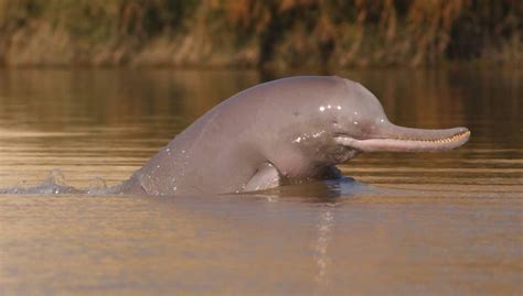 Saving the Indus River dolphin - SciDev.Net South Asia | River dolphin ...