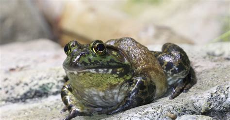 National Aquarium - American Bullfrog