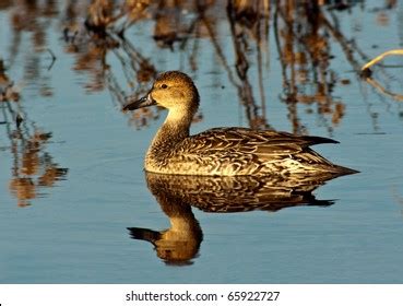 135 Pintail Hen Images, Stock Photos & Vectors | Shutterstock