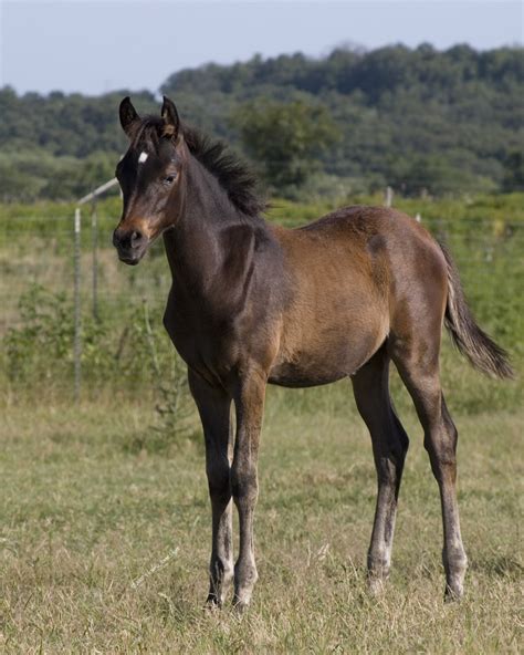 Foal - Wikipedia