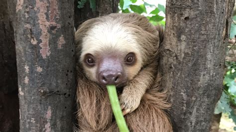 Sloths in Costa Rica: The Ultimate Guide | Diamante Sloth Sanctuary