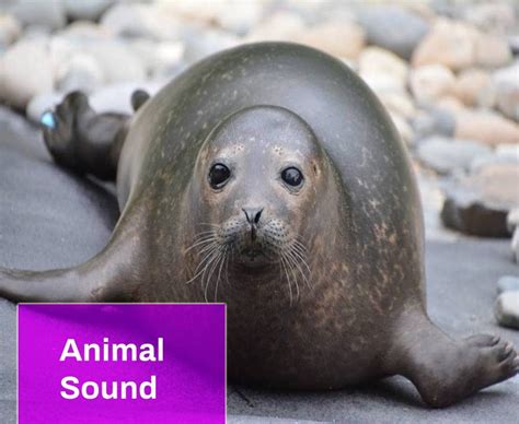 Seal Sound Free MP3 Download | Mingo Sounds