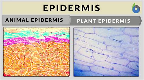 Human Epidermal Cells Diagram