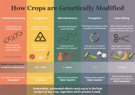 Genetically Modified Crops Process