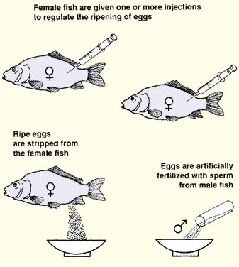 Fish Reproduction