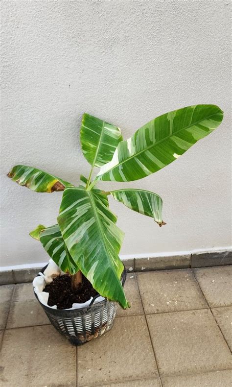 Musa AEAE (Variegated Banana), Furniture & Home Living, Gardening ...