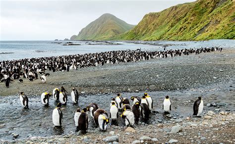 Macquarie Island | Subantarctic Wildlife, World Heritage Site | Britannica