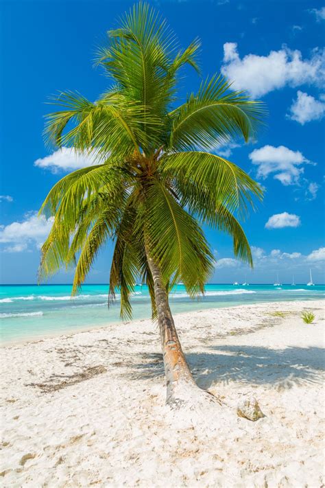 Tropical Palm Trees | Tropical beaches, Beautiful landscapes, Beach ...