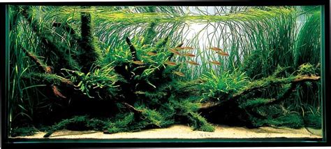 Aquatic Eden - Aquascaping Aquarium Blog