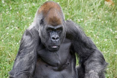 Ozzie, world's oldest male gorilla, dies aged 61 at Atlanta Zoo - 24ssports