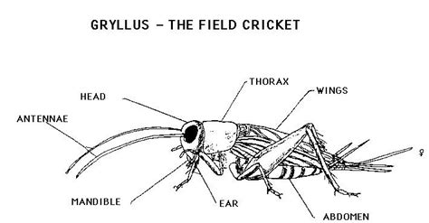 Cricket in times square, Cricket, Daycare activities