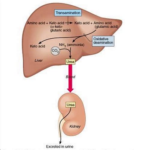 Assimilation and role of the liver - Biology Notes for IGCSE 2014