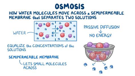 Osmosis: Video, Anatomy, Definition & Function | Osmosis