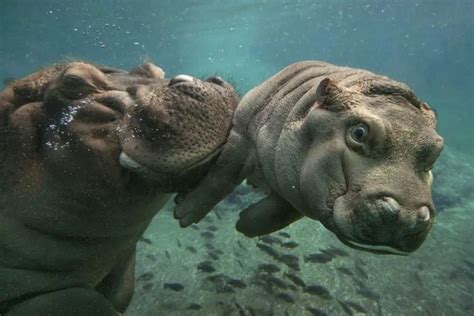 Hippos: facts and curiosities about this river giant - Proto Animal