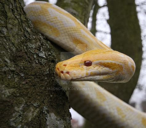 Albino Boa Constrictor Snake by Jason Chalk by JasonChalk on DeviantArt