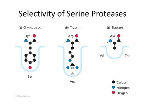 PPT - Enzyme Mechanisms: Serine Proteases PowerPoint Presentation, free ...