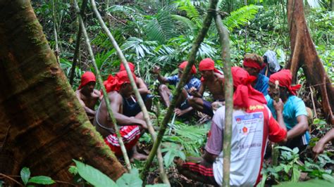 Dibabat Perusahaan, Masyarakat Adat Sabuai Pulihkan Hutan Lewat Sasi ...