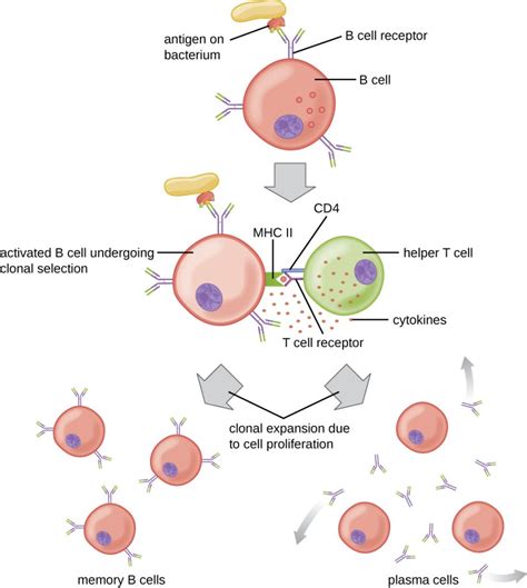 19.4 B Lymphocytes and Humoral Immunity – Microbiology: Canadian Edition