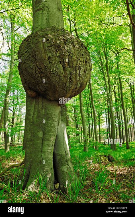 Tree cancer, fungal disease, European Beech (Fagus sylvatica Stock ...