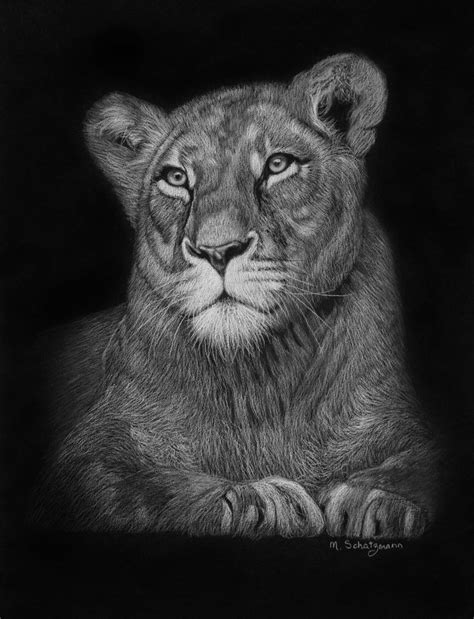 Lioness - White Pencil On Black paper - by Melissa Schatzmann ...