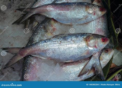 Ilish Fish Isolated On White Royalty-Free Stock Photo | CartoonDealer ...