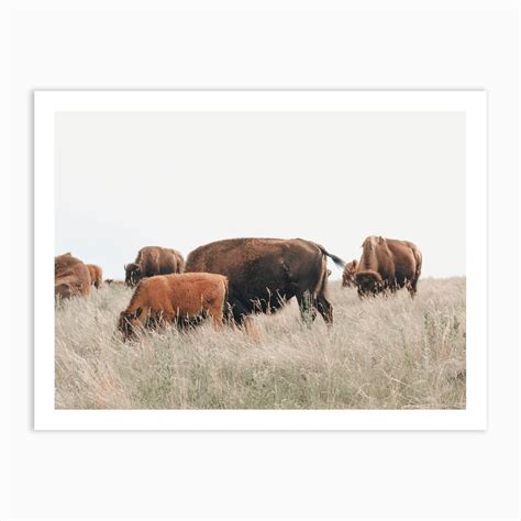 Bison Herd Art Print by Western Range - Fy