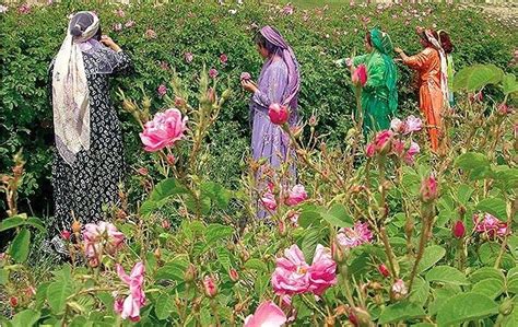 Rose flower festival - Ghamsar-Kashan , Iran | Rose flower, Flower ...