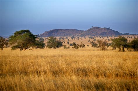 Savanna Biome Facts | Savanna biome, Savanna grassland, Grassland biome