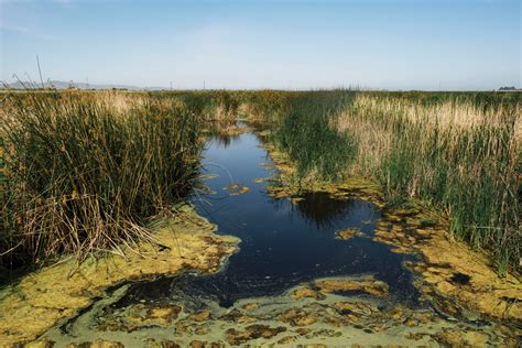 Want to Prevent California's Katrina? Grow a Marsh - Bay Nature