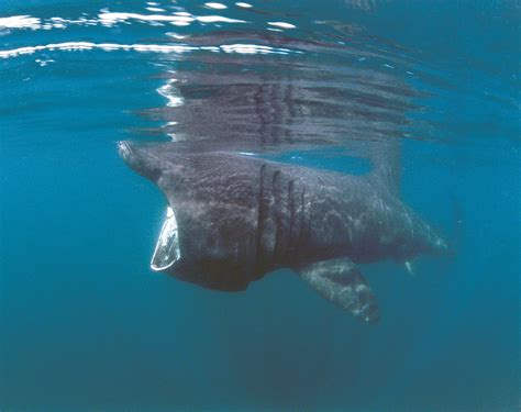 Basking sharks star in Discovery Day Cornwall Wildlife Trust