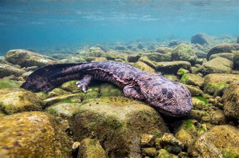 Japanese Giant Salamanders, Japan (Part 2) – OUT THE DOOR TO EXPLORE