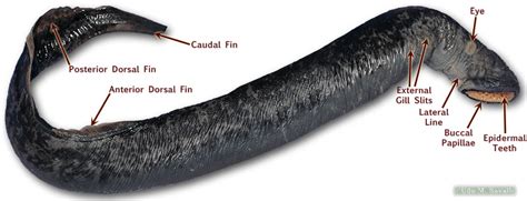 Sea Lamprey Anatomy