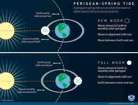 Moon Phases And Tides Diagram