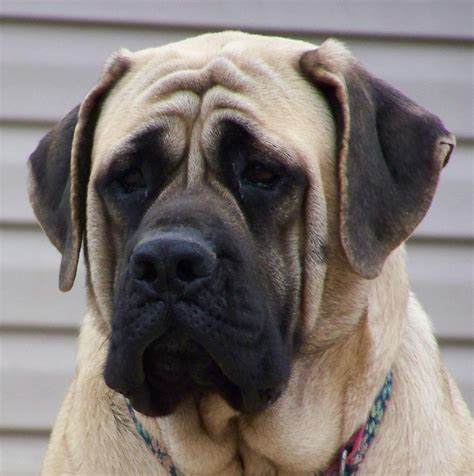 10 Best Mastiff Dog Names