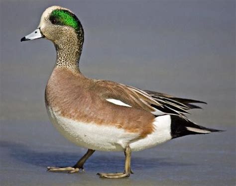 American Wigeon male